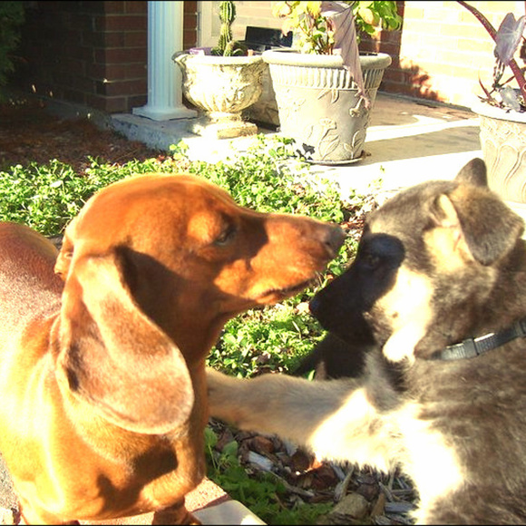 Meet your Posher, Charlene - Picture 1 of 1